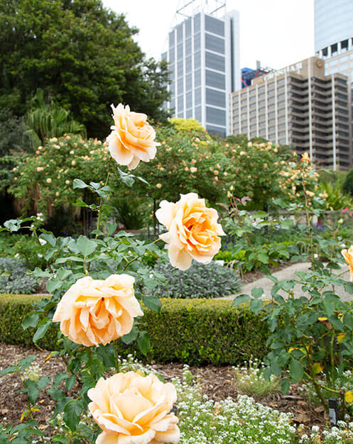 Roses in the Palace Rose Garden with the CBD in the background