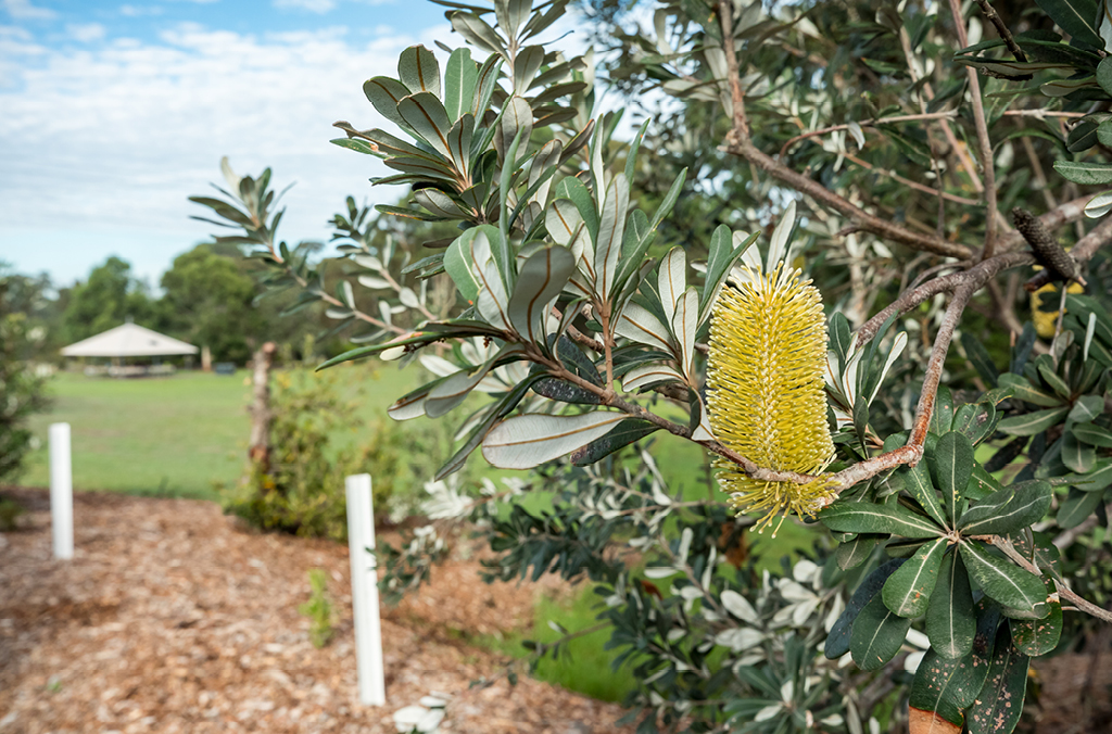 Banksia in bloom with a lawn and picnic shelter in the distance