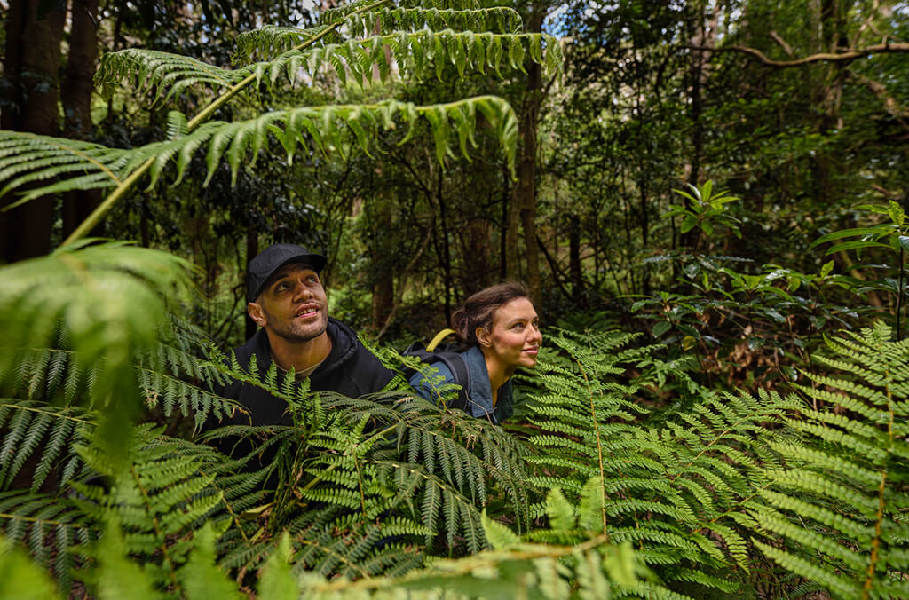Two hikers among lush ferns