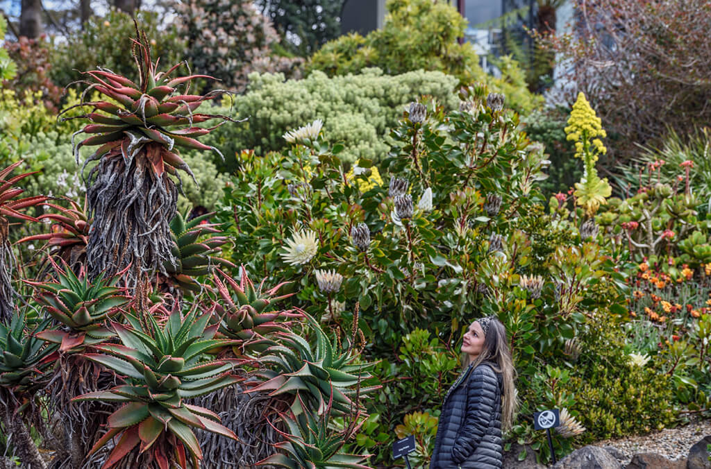 Visitor looks at proteas and other rock garden plants at Blue Mountains Botanic Garden