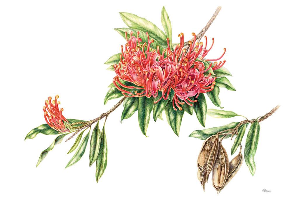 Painting plant species Alloxylon flammeum by Sue Wickison