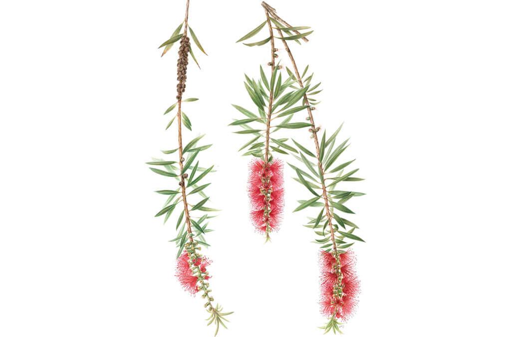 Painting plant species Callistemon Viminalis by Leigh Ann Gale