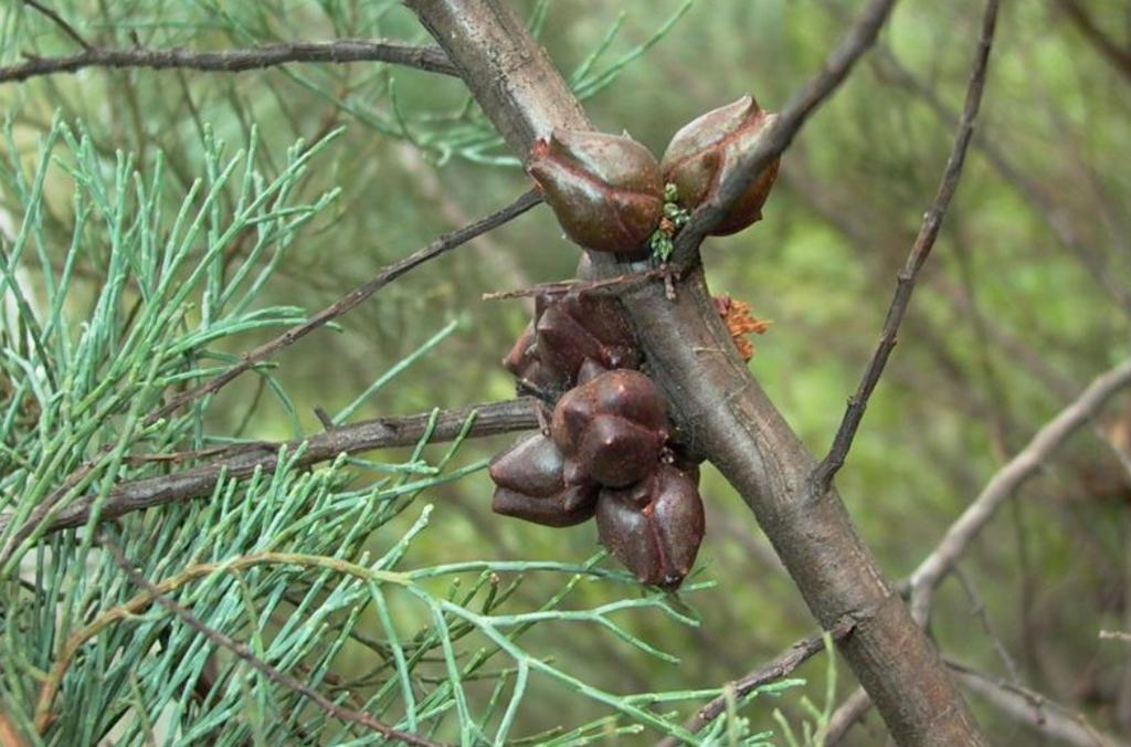 Callitris oblonga subspecies corangensis seed pods