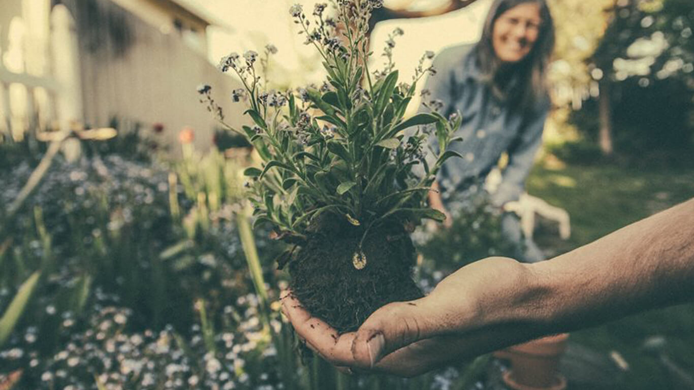 hand holding a bushy sapling, about to be planted in a garden bed