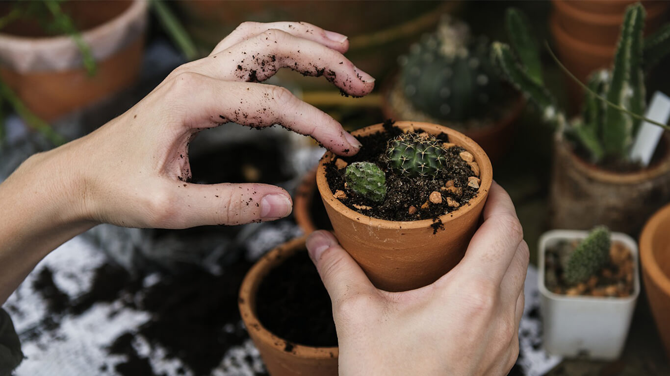 hands potting a cactus into a small terracotta pot