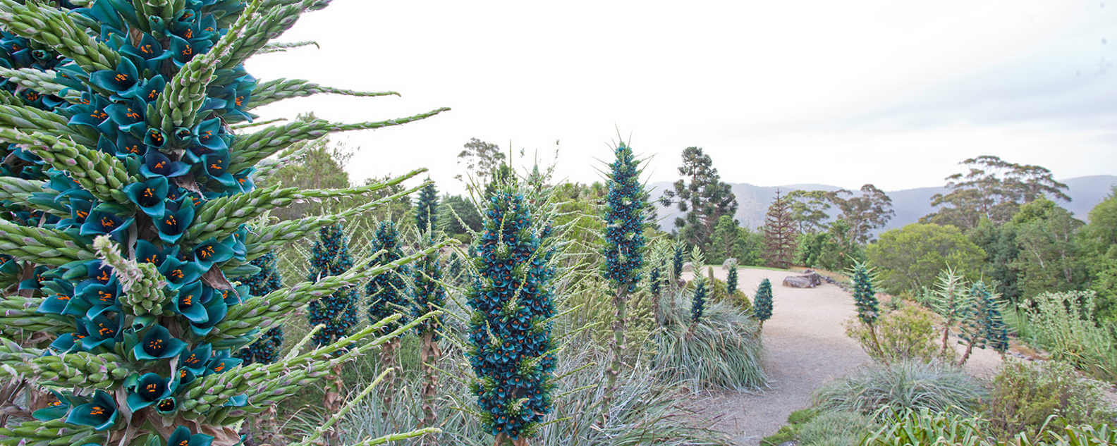 Puya at bmbg mount tomah