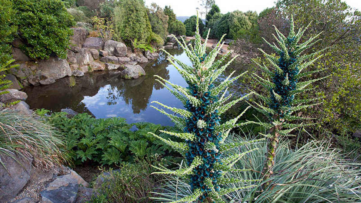 puya by the pond at mount tomah