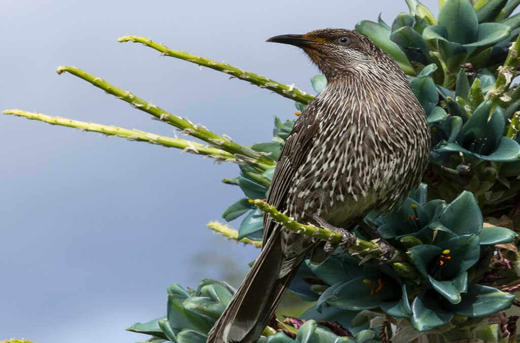 Bird and puya at the blue mountains garden