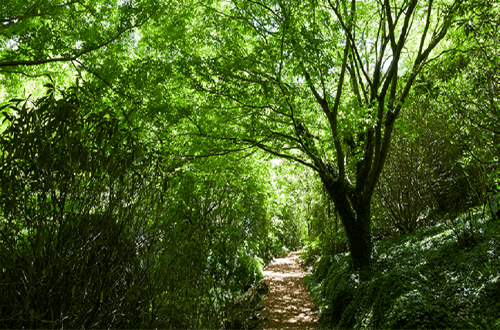 Greenery at bmbg garden