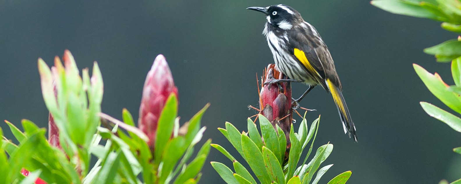 Bird at the garden hero 