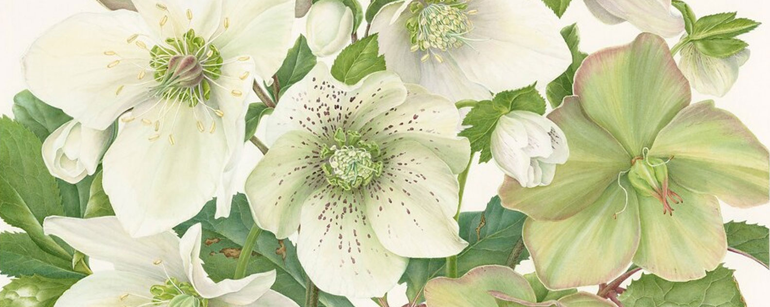 An illustration of cream and green flowers with foliage