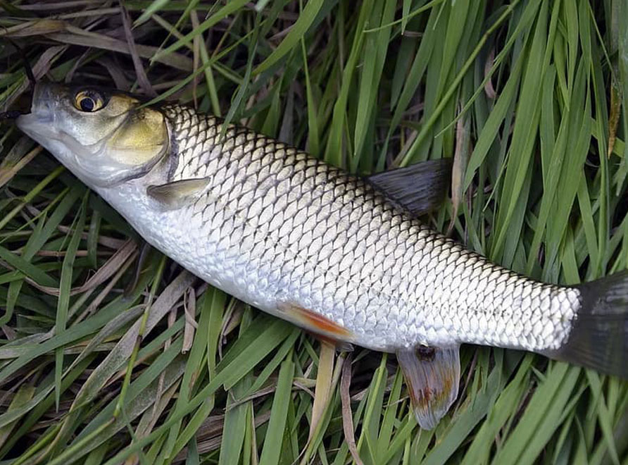 A mullet lying on the grass