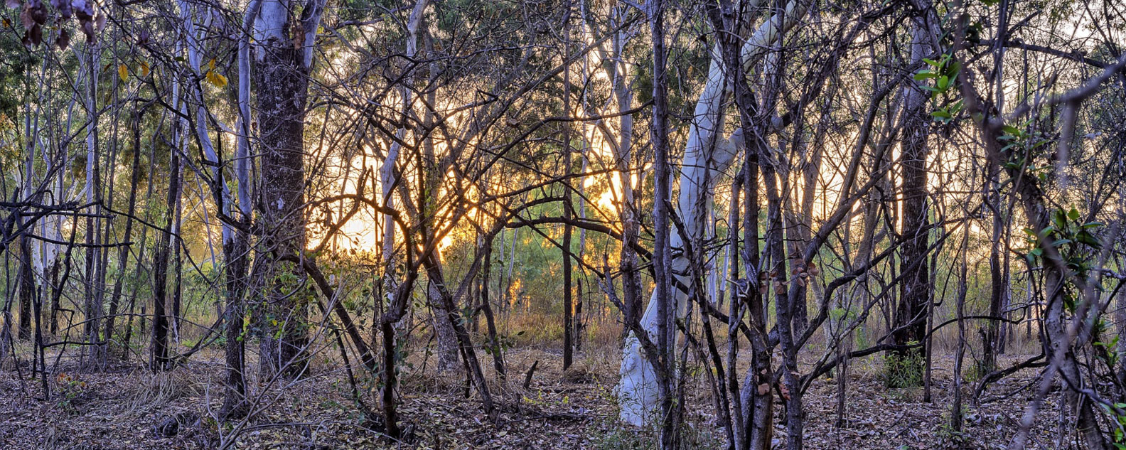 Australian native trees in a bush setting.