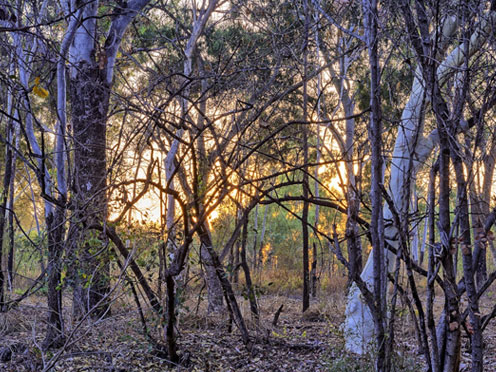 Stringy bark trees