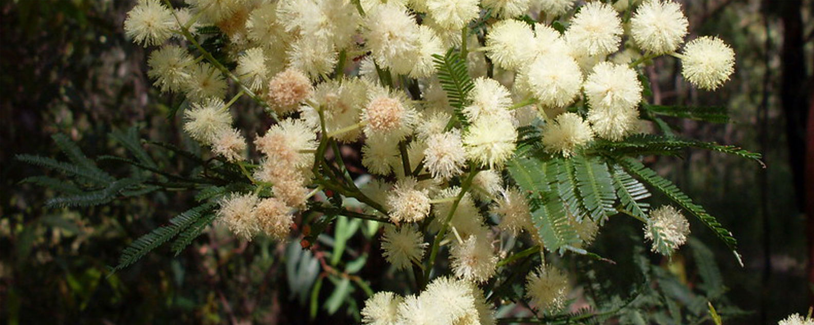 Wattle in bloom