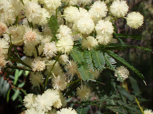 Wattle in bloom