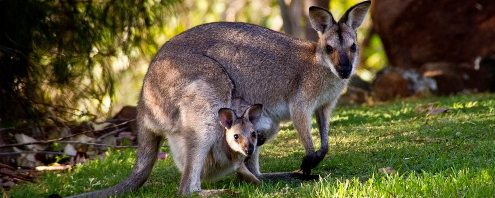 A kangaroo with a joey in its pouch, grass and trees in the background