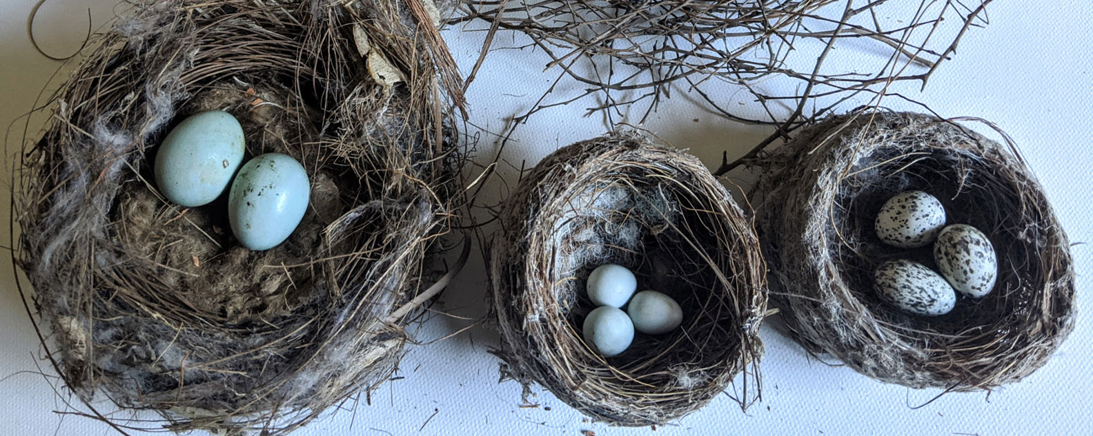 Nests, eggs and life cycles