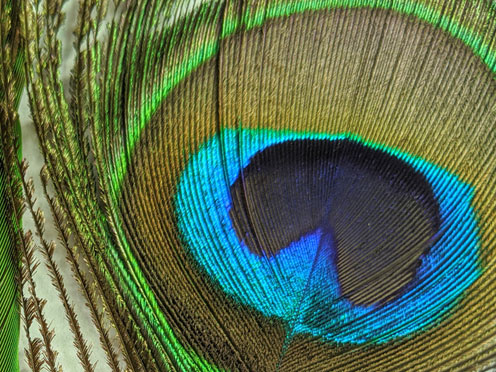 A close-up shot of a Peacock feather