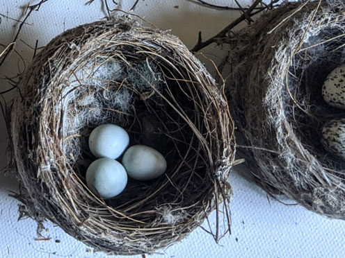 Two birds nests, one with three eggs in it.