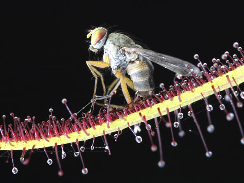 Macro photo of an insect sitting on a carnivorous plant