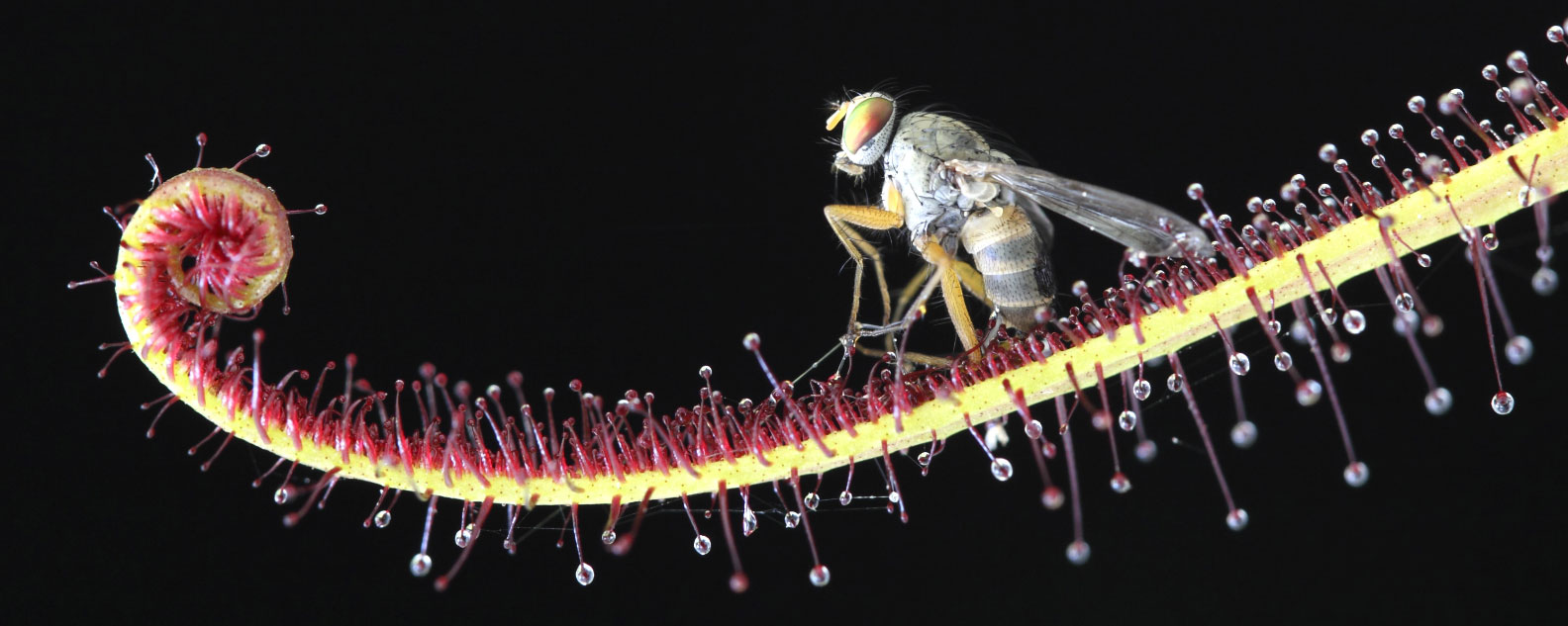 Macro shot of an insect sitting on a carnivorous plant