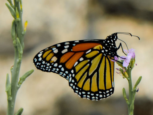 A monarch butterfly on a flower