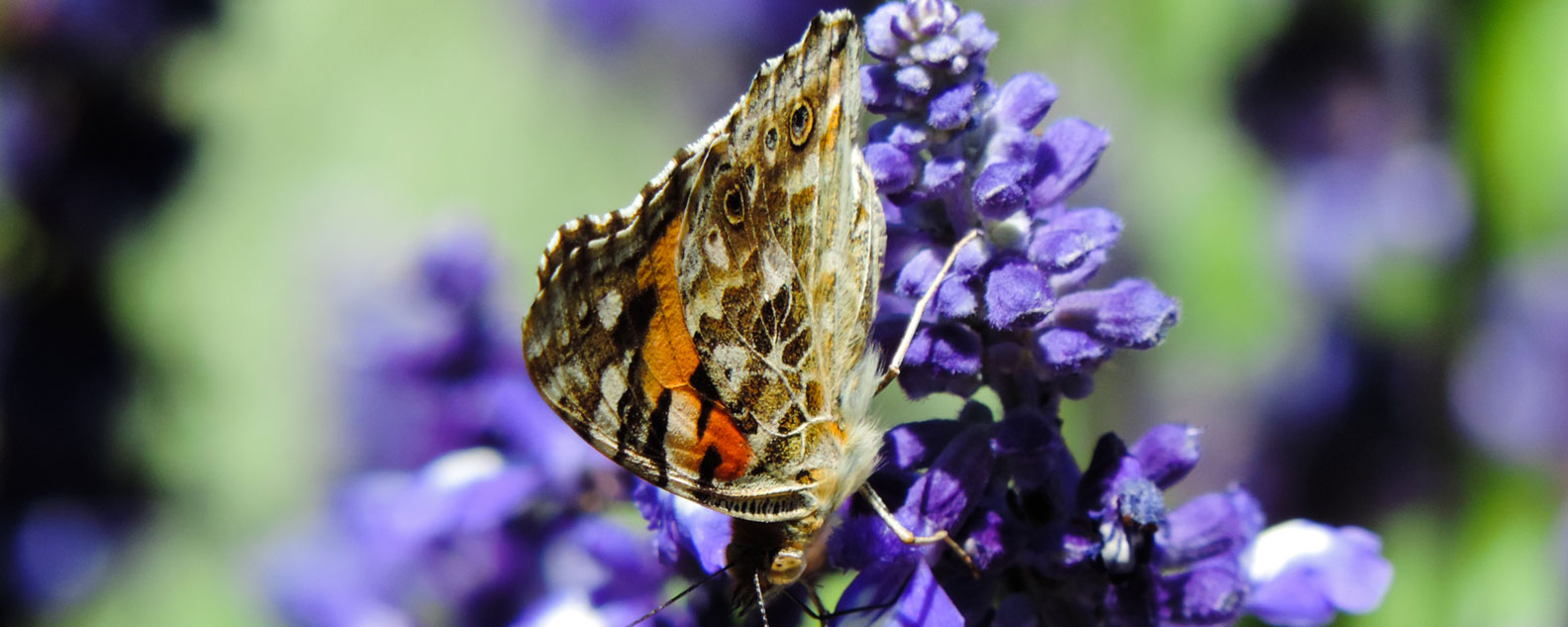 A moth pollinating a purple flower