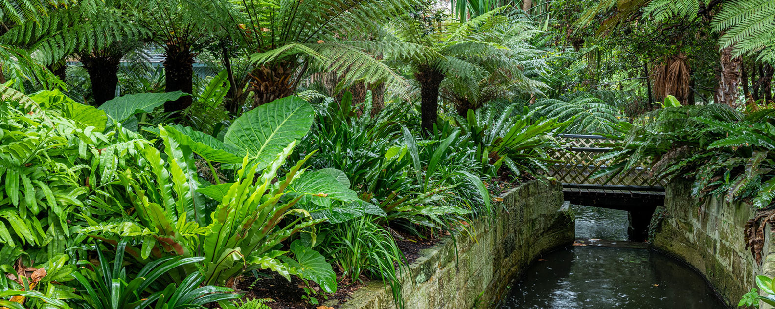 The culvert and bridge in the Royal Botanic Gardens surrounded by tree ferns.