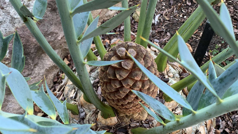 Blue Cycad – Encephalartos horridus