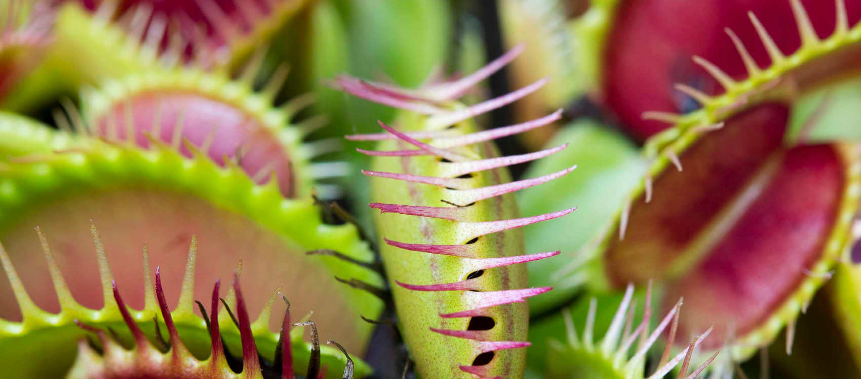 Grey Bourke Venus Fly Trap Blue Mountains Botanic Garden Mount Tomah