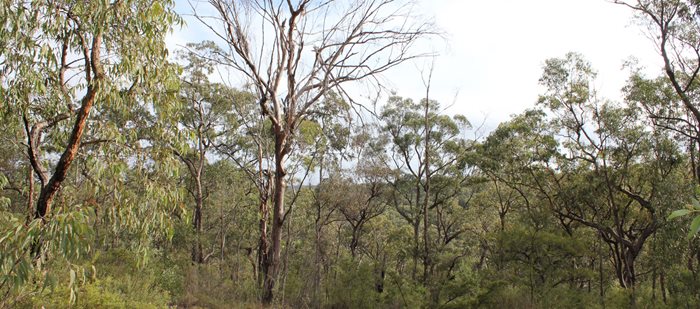 Phytophthora Dieback