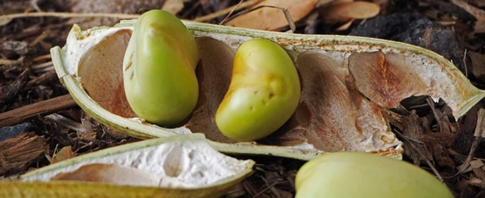 Black bean tree seed close up 