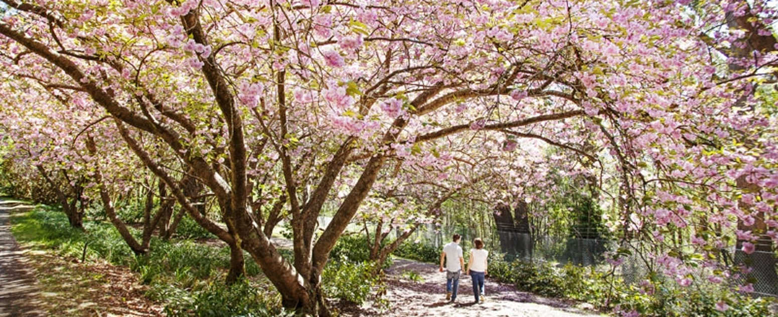 bmbg pink garden blossoms