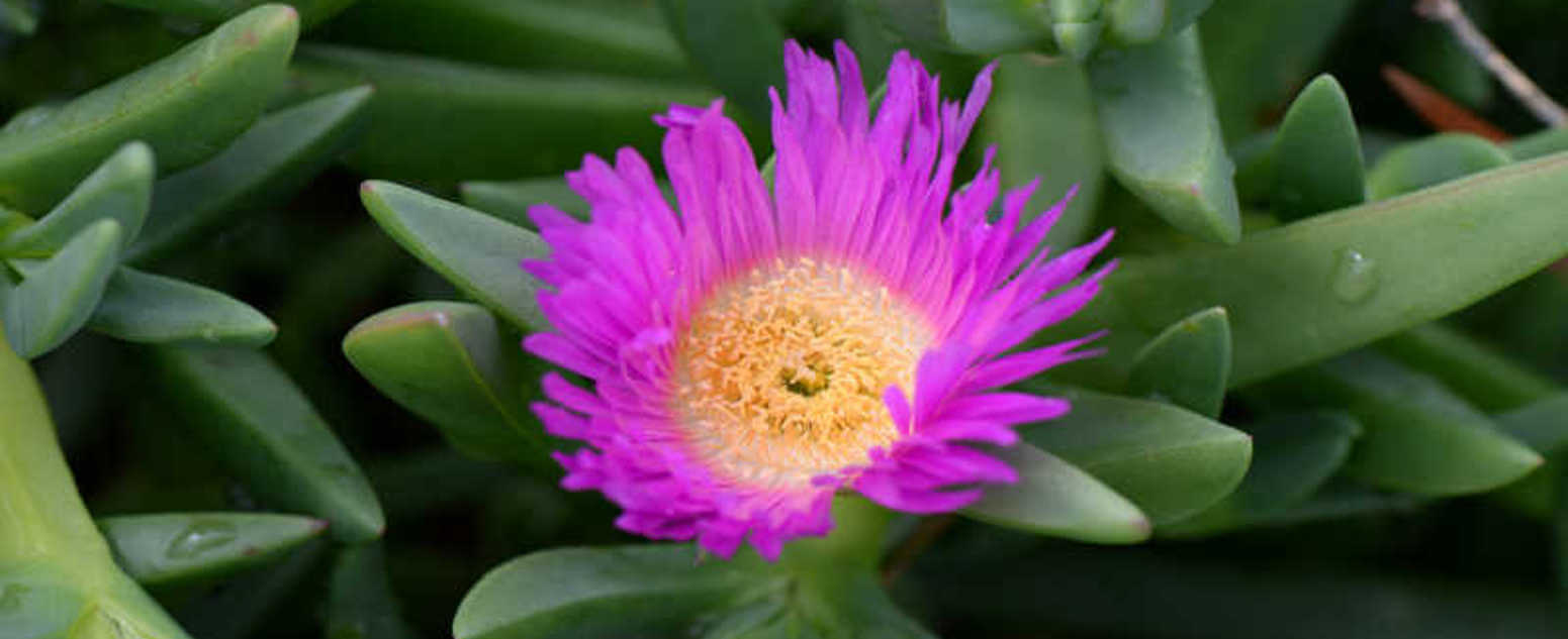 pink and green succulent flower 