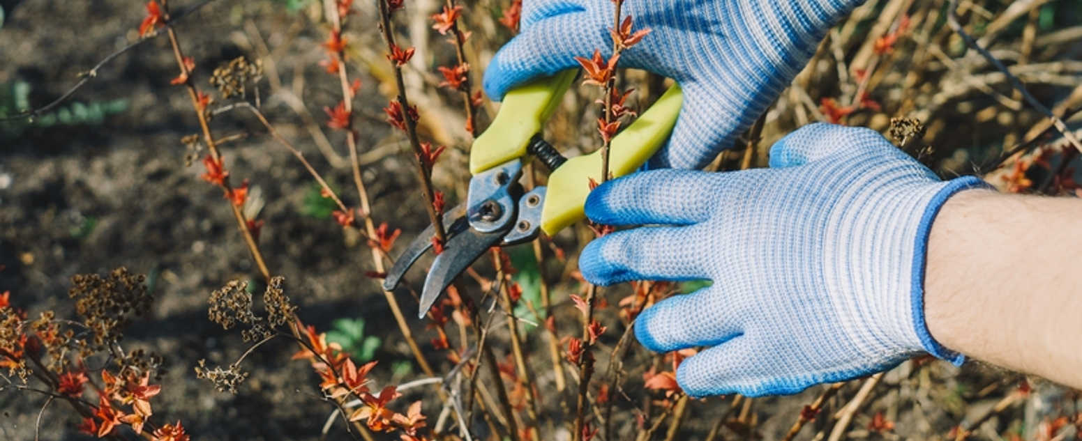 close up plant cutting 