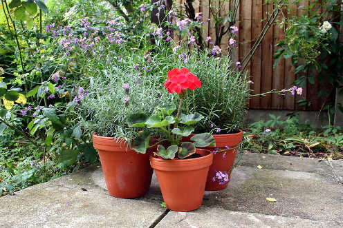 close up pot plants thumbnail 