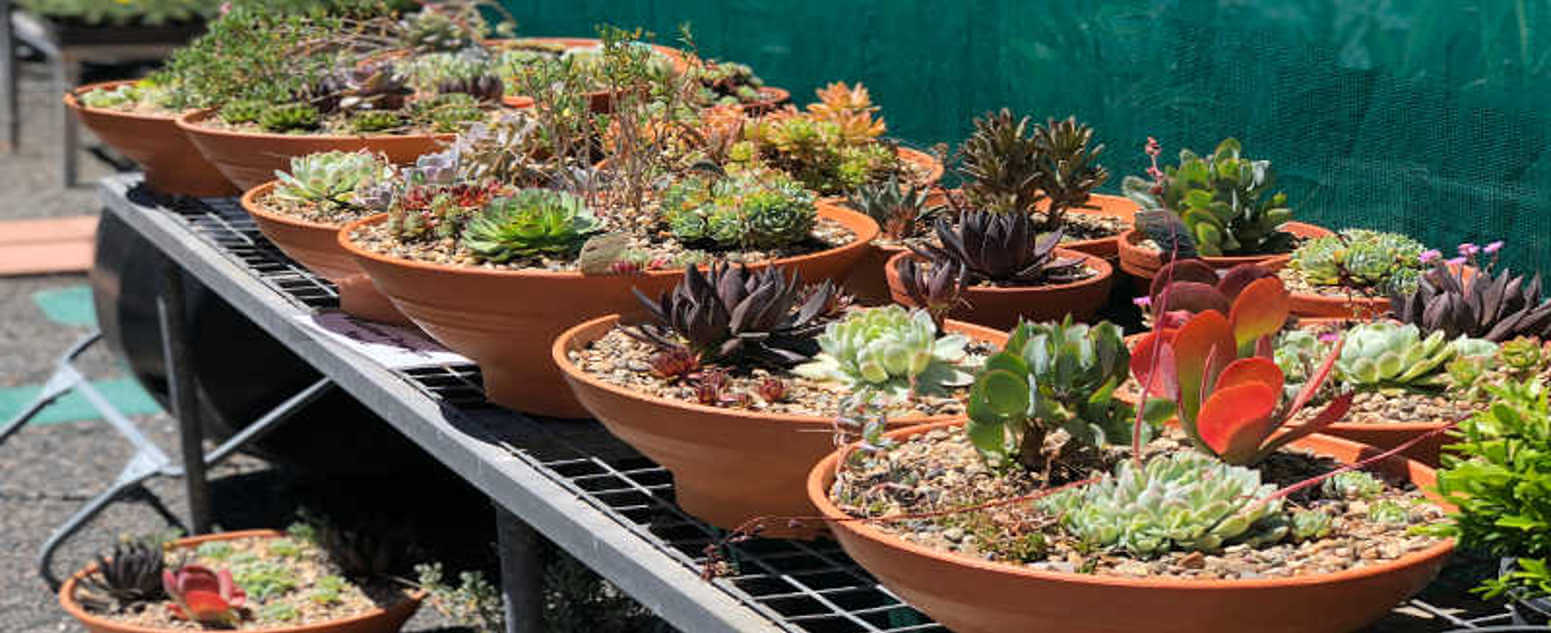 close up succulent pots 