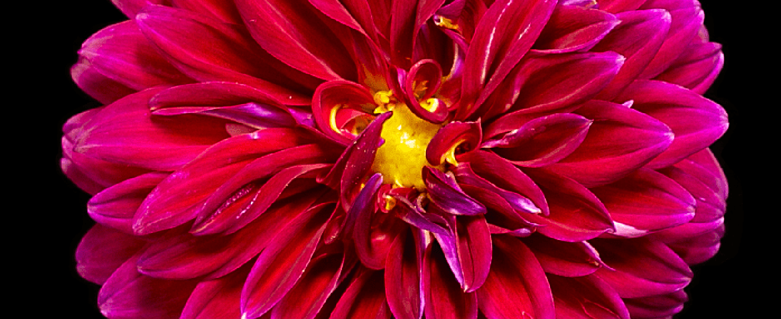 dahlia fantasy close up