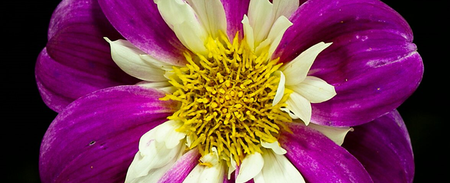 dahlia kens gala close up