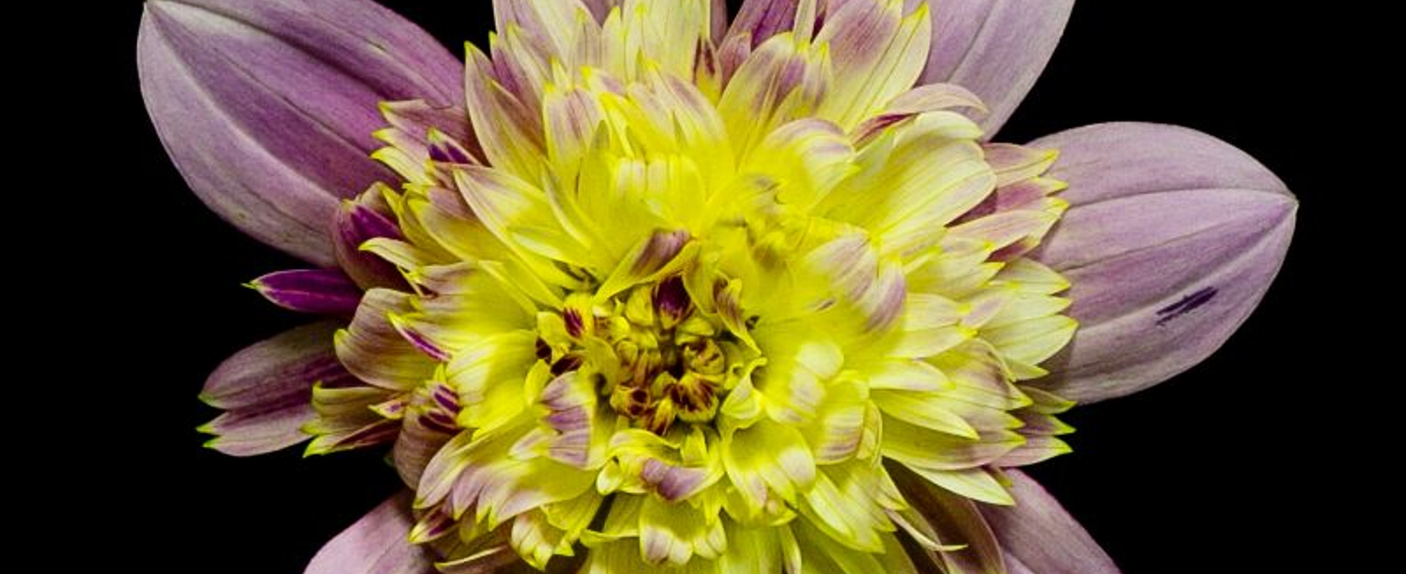 dahlia markwark close up 