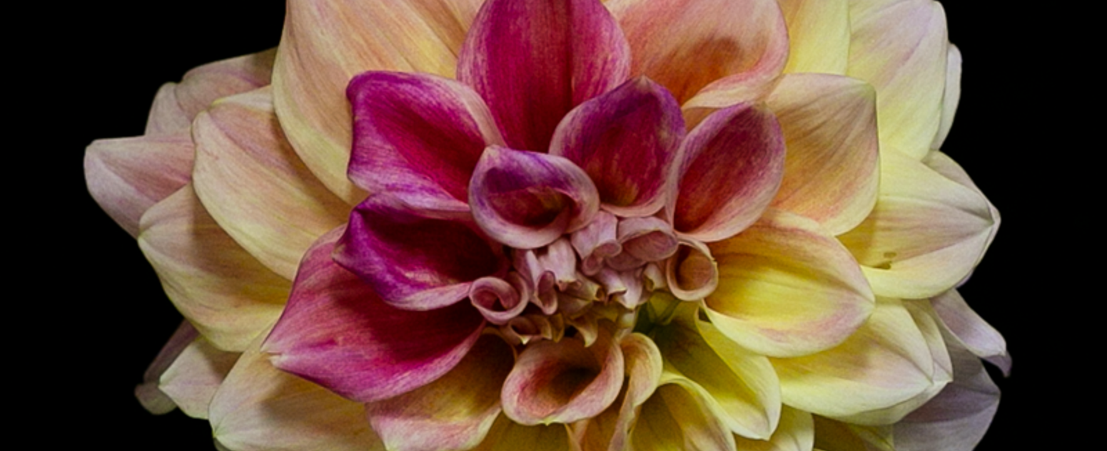 dahlia rhubarb close up