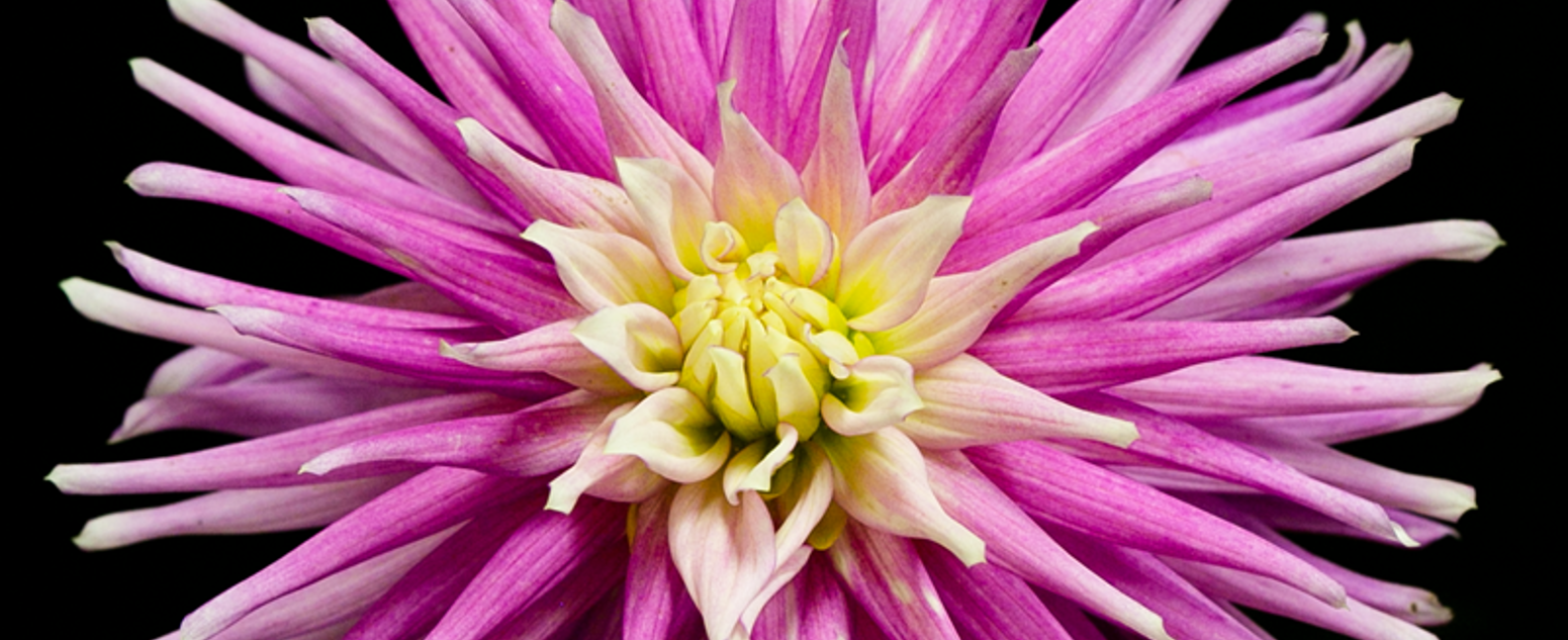 dahlia winkie close up