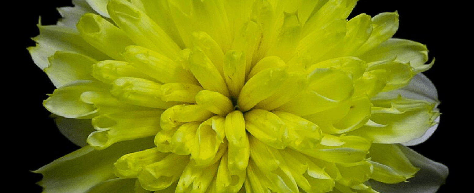 dahlia yellow close up