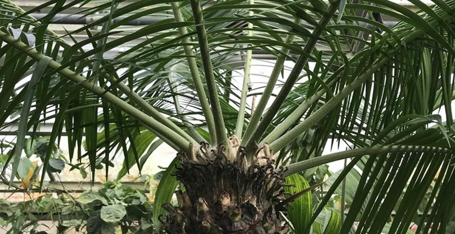 glasshouse plant close up