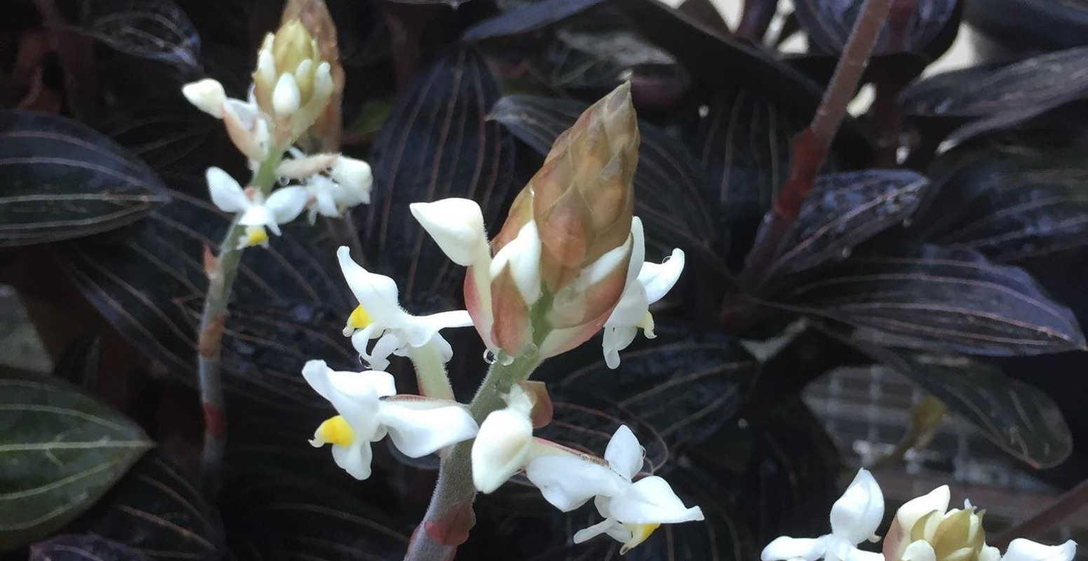 close up ludisia white flower