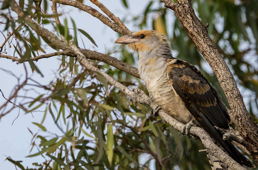 Native bird on native tree