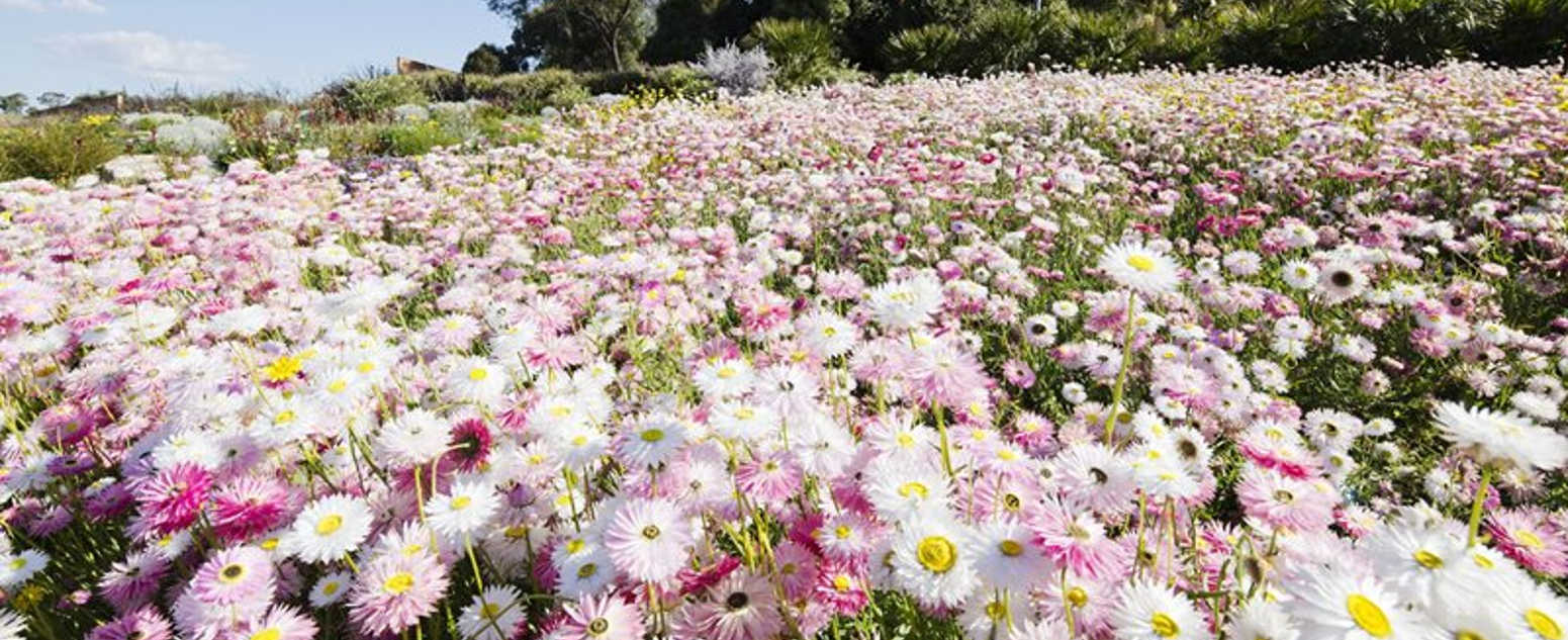 paper daises at the abg garden