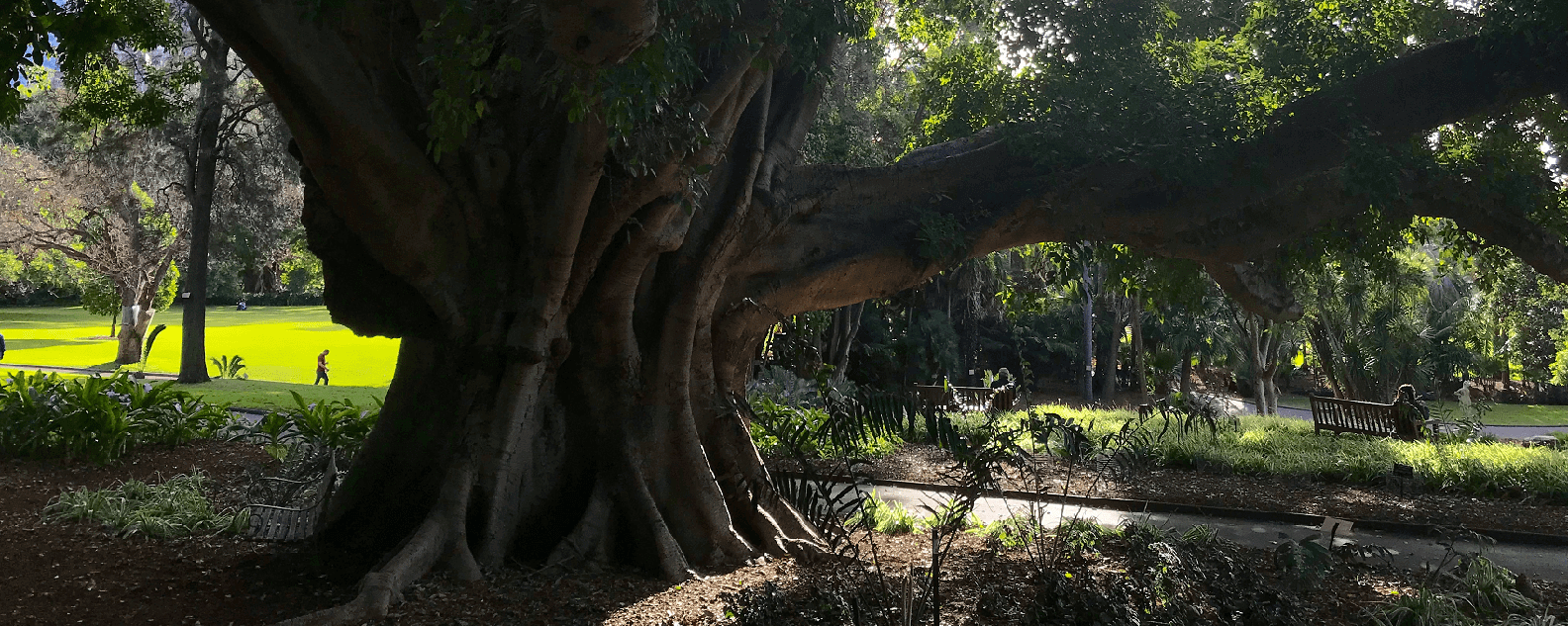 rbg fig tree 