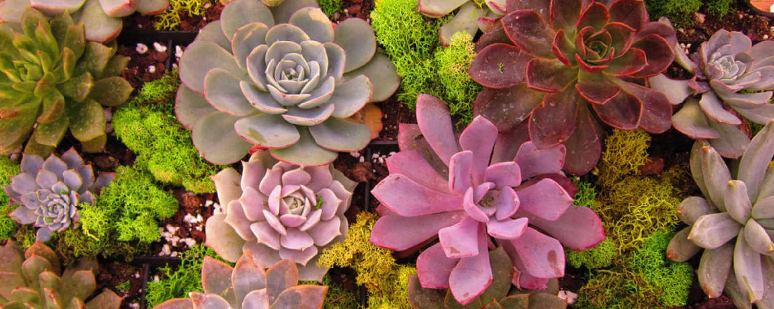 Succulents close up hero banner 